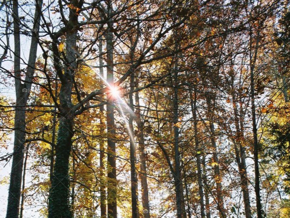 Glare. Sun glare through the trees in fall