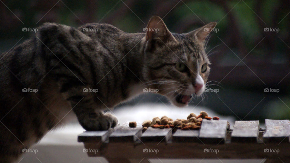 To stay healthy, eating short snacks after regular intervals keeps you cute.