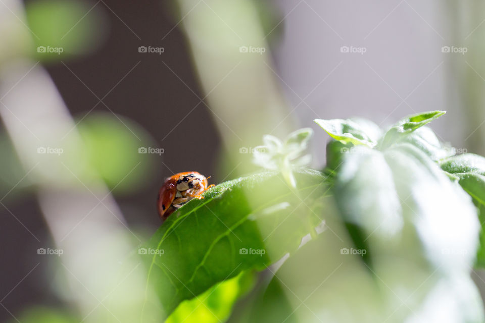 Leaf, Nature, No Person, Insect, Blur
