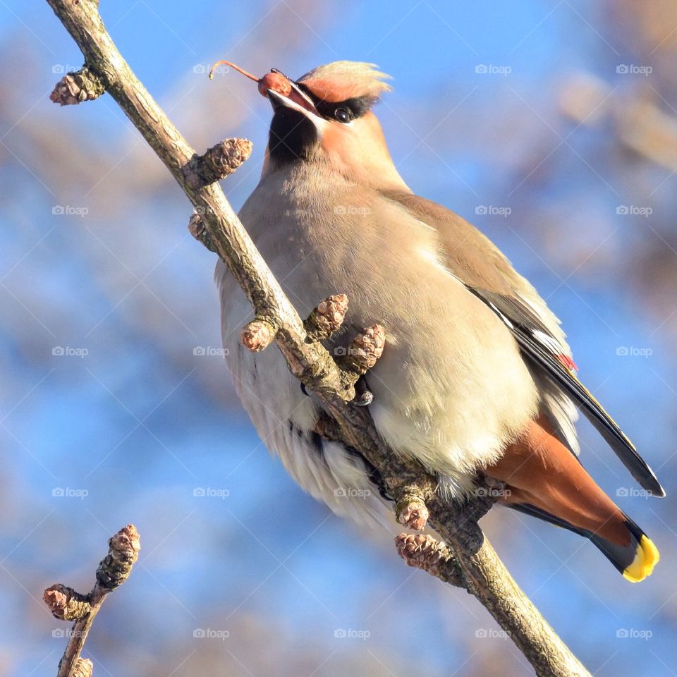 Bohemian waxwing eating a berry