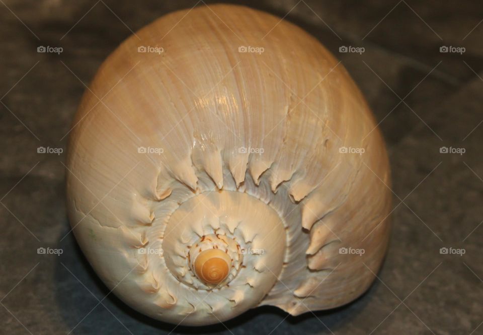 Bailer Seashell from Pacific Ocean