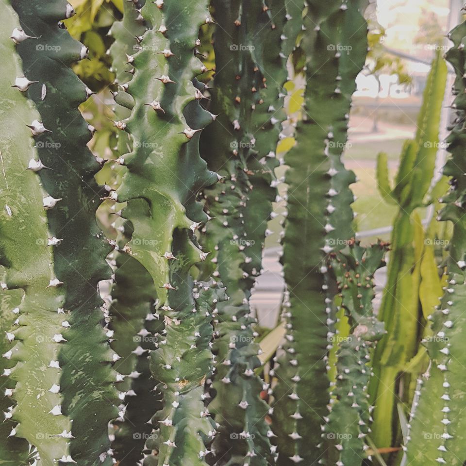 Cactus, Succulent, Spine, Aloe, Sharp