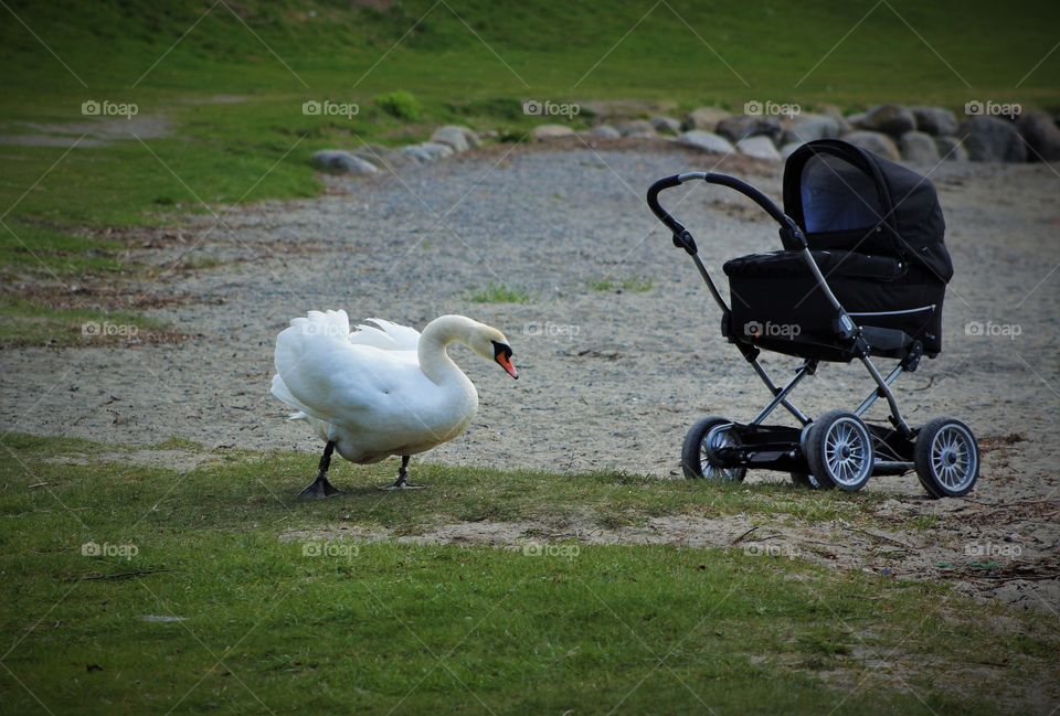 Swan Teasing a Family