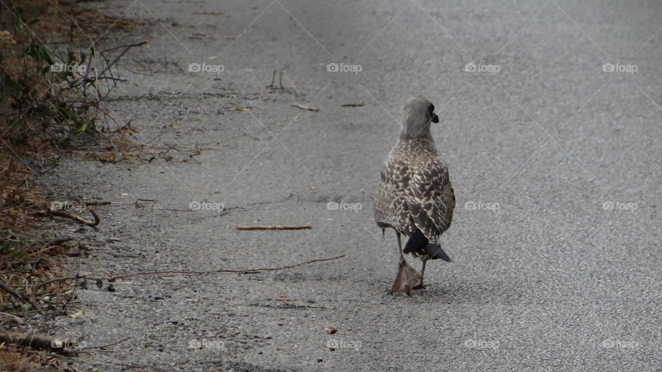 Seagull hiking on its trail.