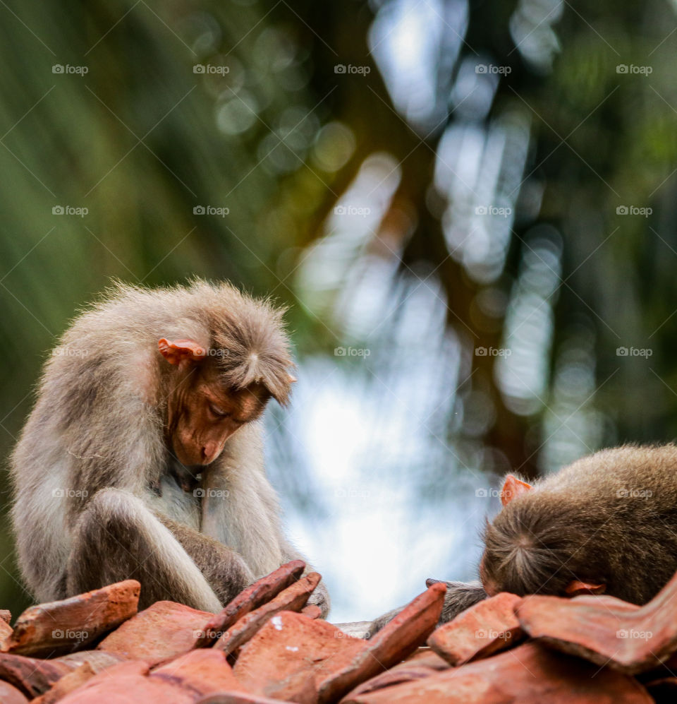 A funny story of Indian monkey who was asleep during active morning..
