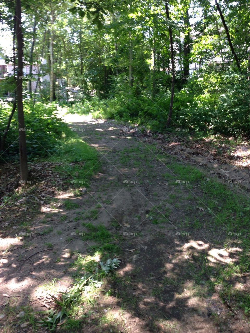 Back yard woods walking path