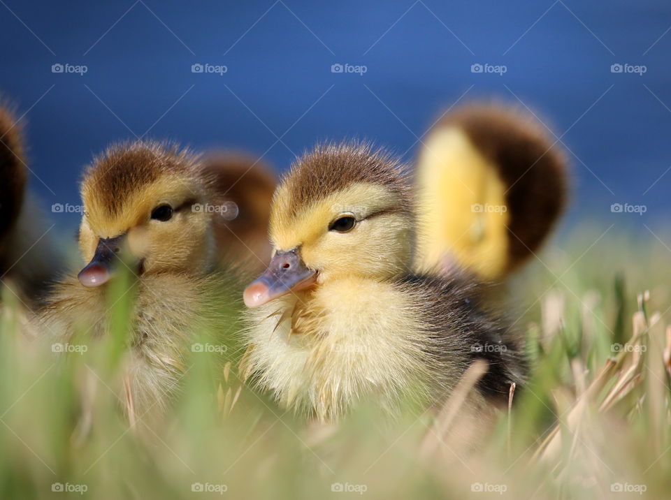 Ducklings with blue water background