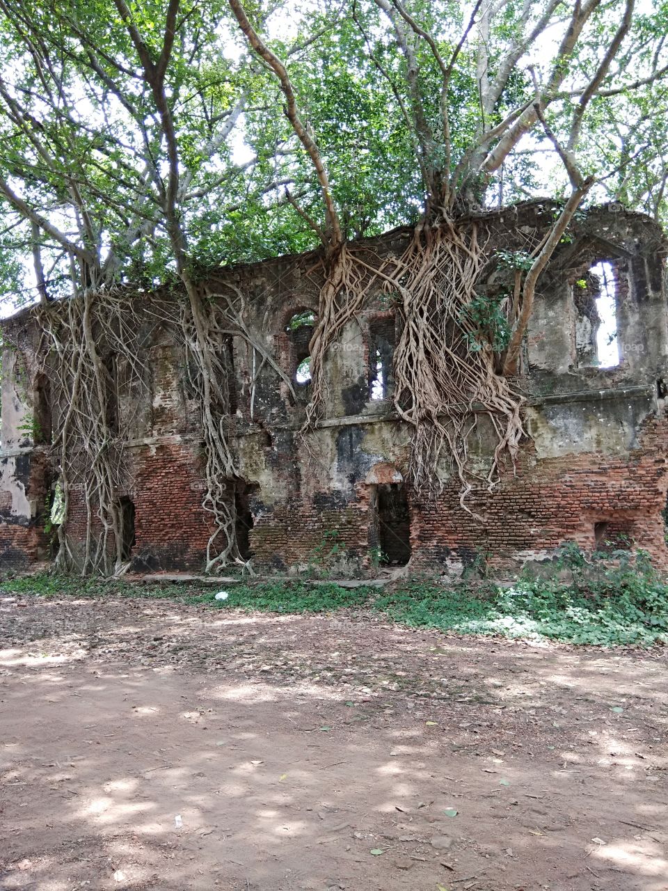 Banyan tree on old house.
