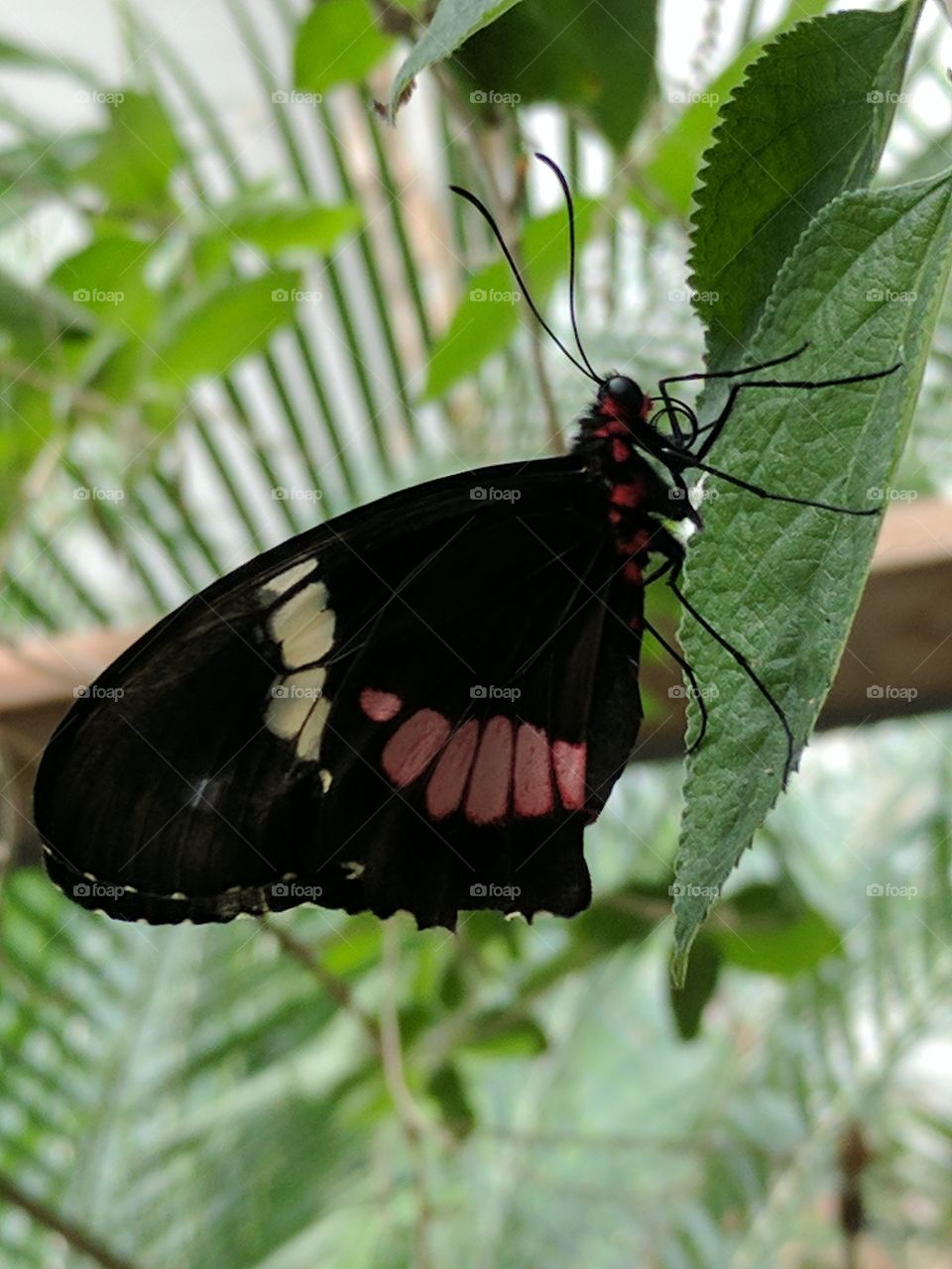 beautiful close up Butterfly