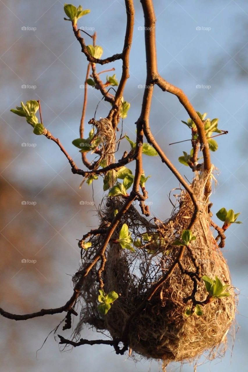 Hanging nest