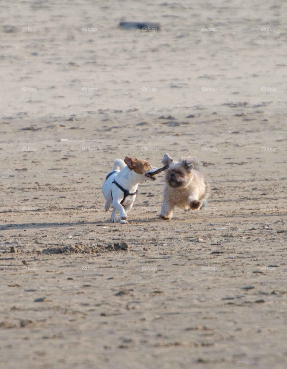 beach play dog fun by KathOnEarth