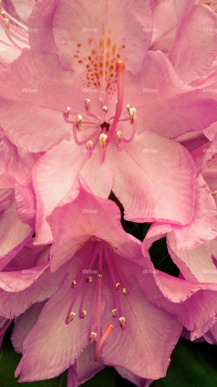 spring. flowers. beauty. elegance