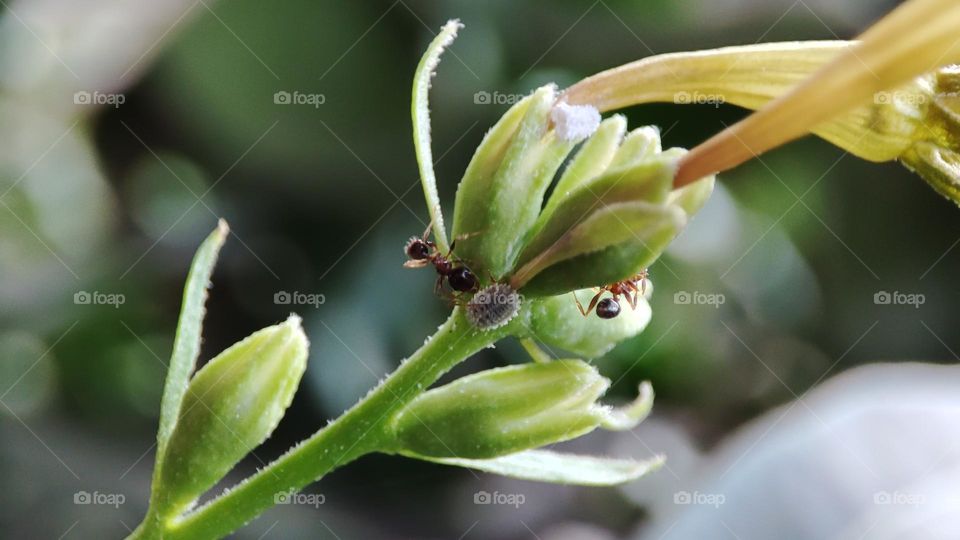 Ants and Aphids on flower