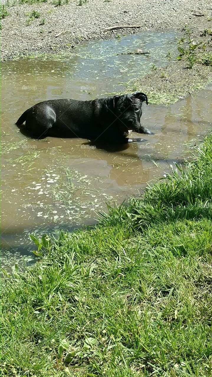 pitbull fun in the mud