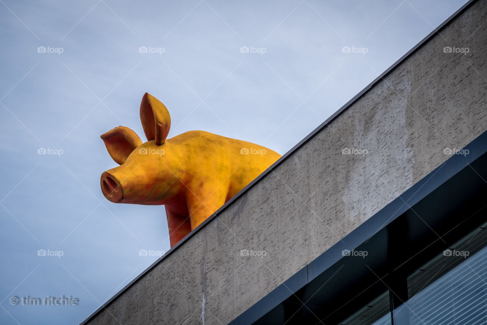 While wandering the streets of Itaewon in Seoul, I look up and spy a golden pig peering over the top of a building. Yet more public art in this very large city in South Korea