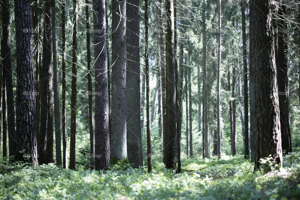 Walking on wild nature forest summer feeling holidays Crete Island Greece amazing places to visit naturalism adventure time hustling daydreaming be free