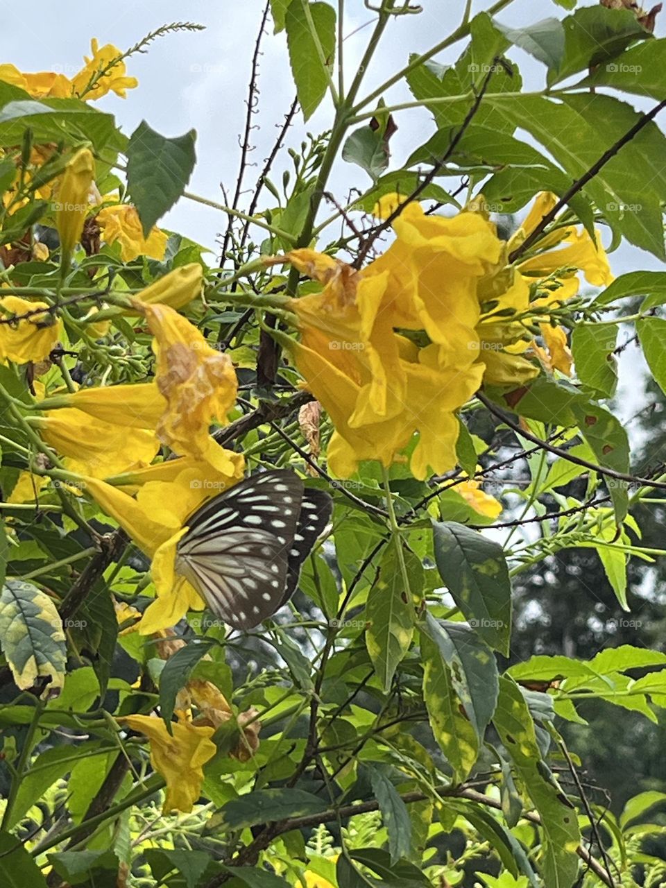 Happiness along the way, this is my own garden