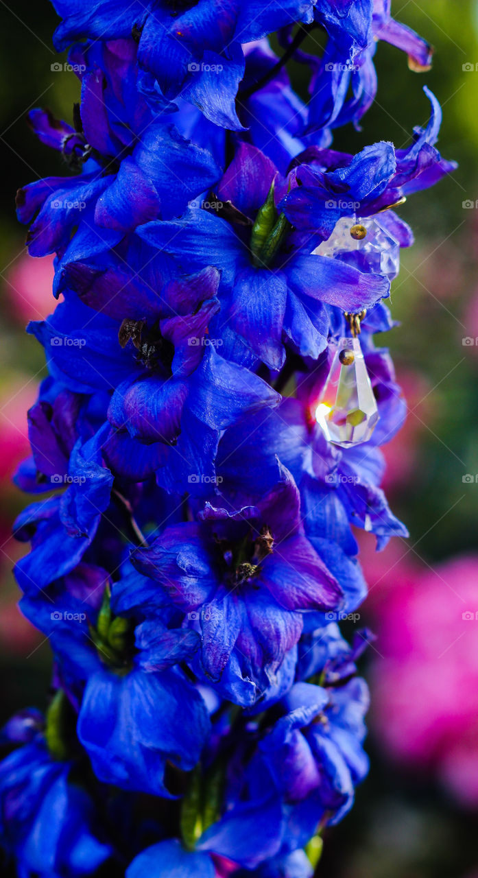 flower crystal sunset