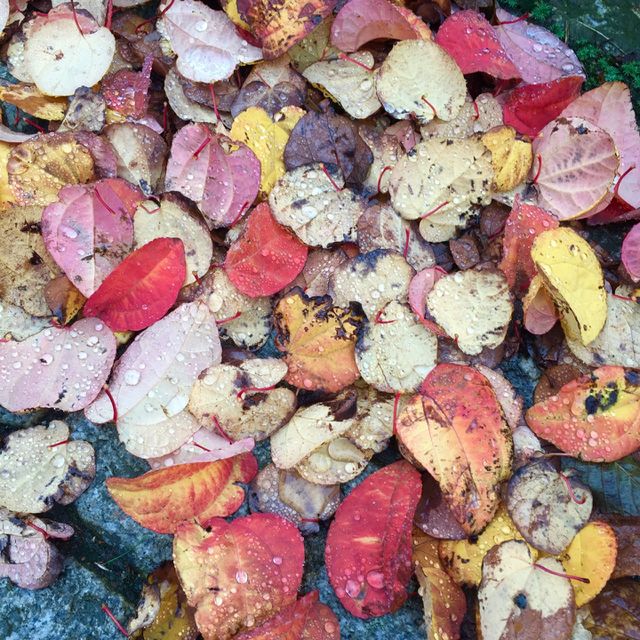 Desktop, Food, Texture, Color, Fall