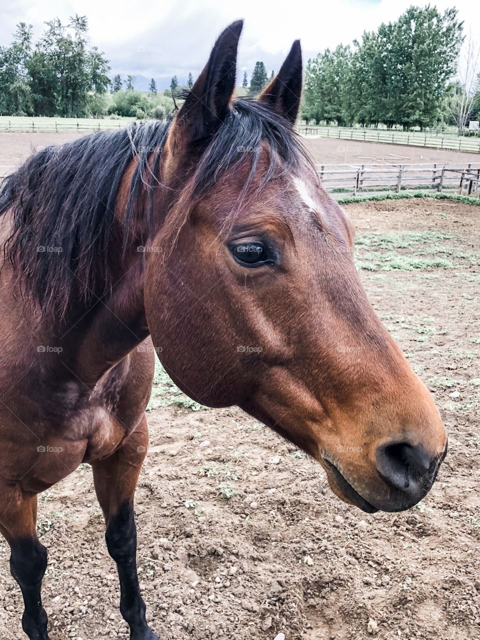 Beautiful bay gelding on an overcast day. 