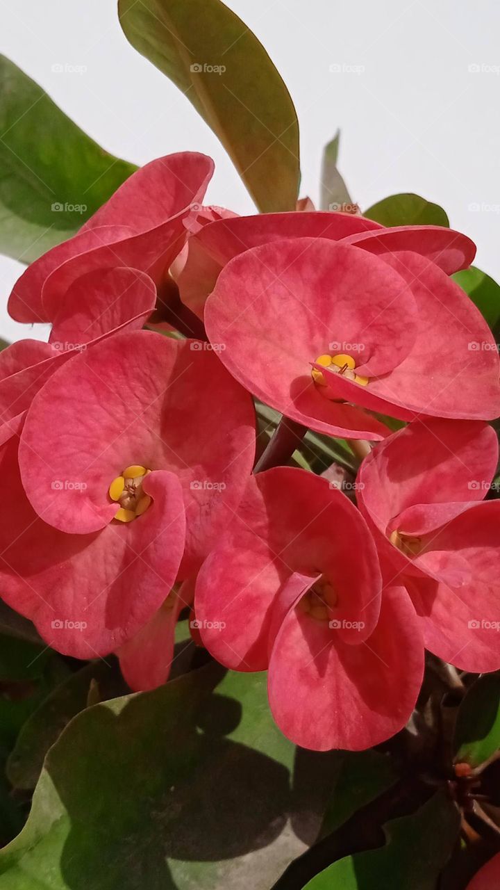 Euphorbia geroldii commonly called Gerald's purge or thornless crown of thorns, it is a species of plant in the family Euphorbiaceae, it  is endemic to Medagascar. it's natural habitat is subtropical dry forests. shoot at wed, 2 mar, 2022, 12:30 pm.