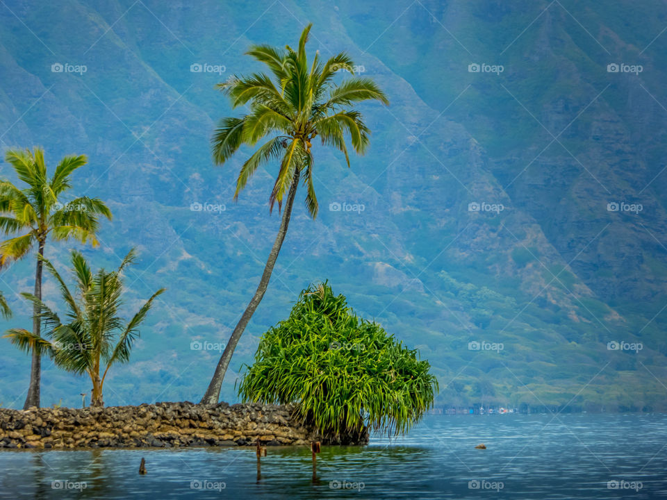 Palm tree against the Hawaiian mountains. 