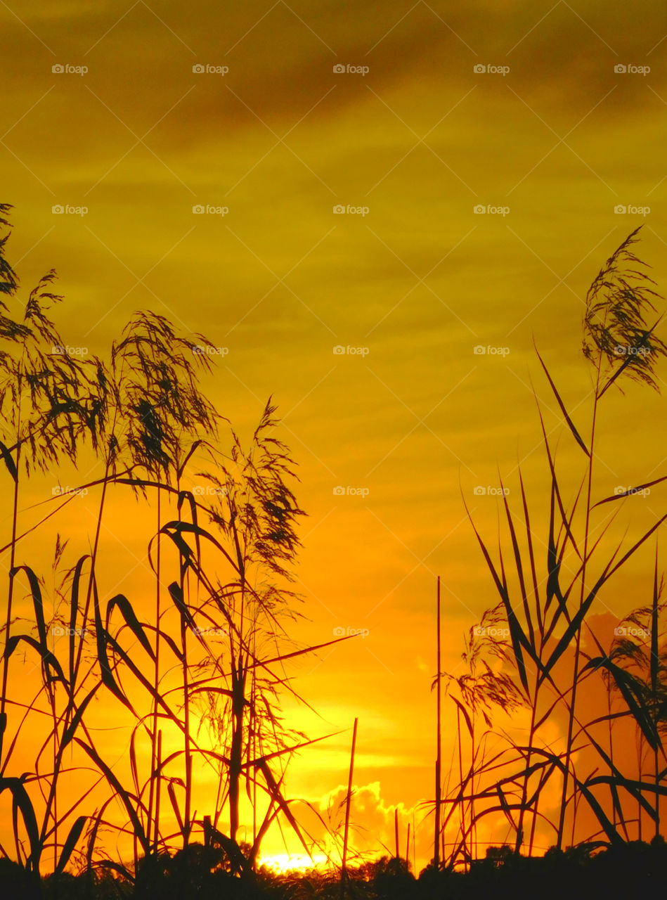 Tall grasses in the Golden Hour