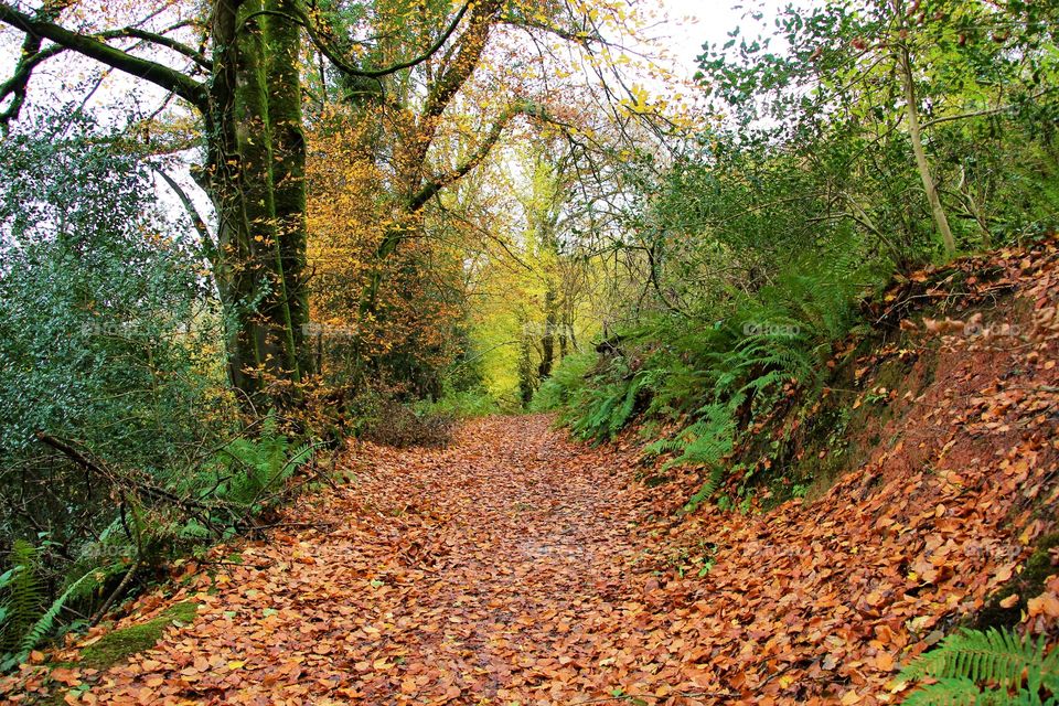 Wet woodland walk