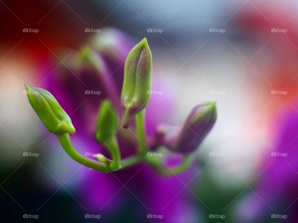 Orchid bud