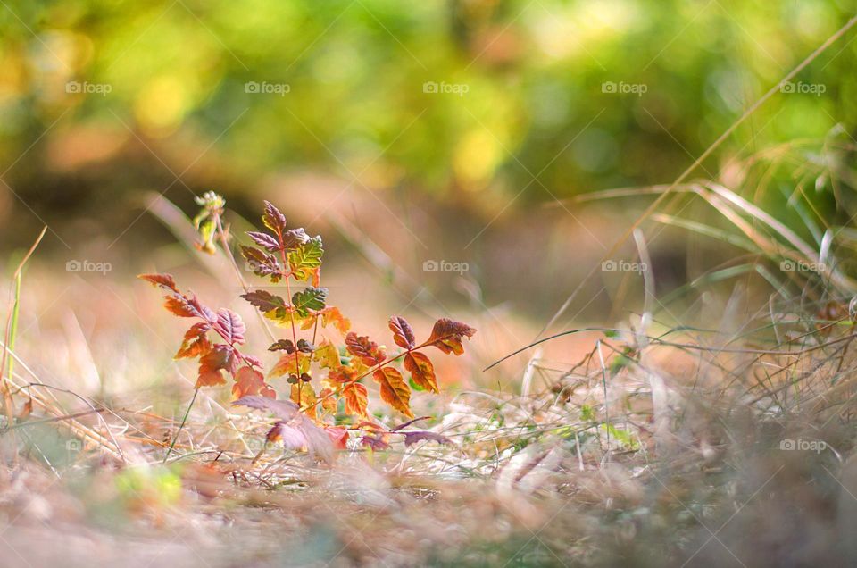 Autumn landscape