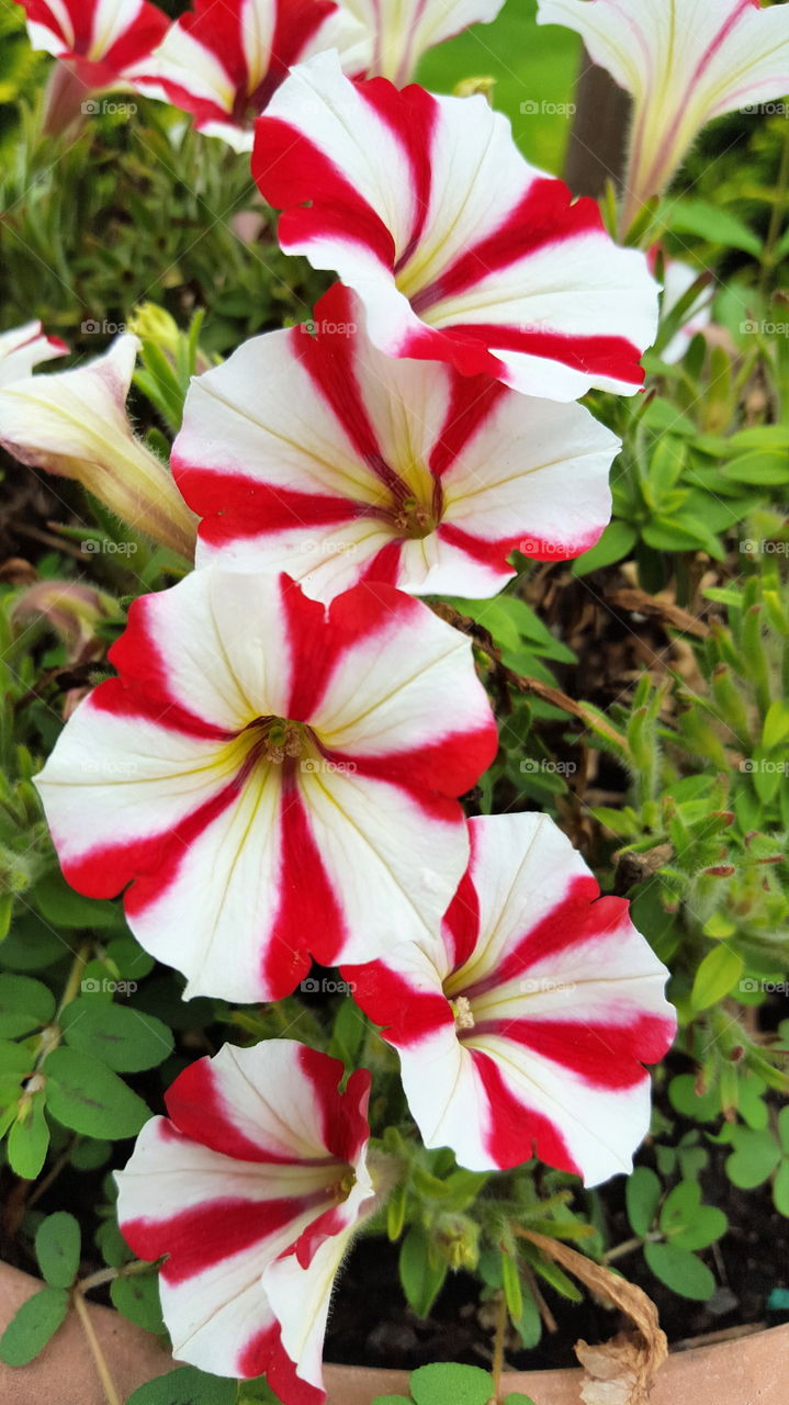 Striped colorful petunias. Red and white striped colorful petunias in full bloom