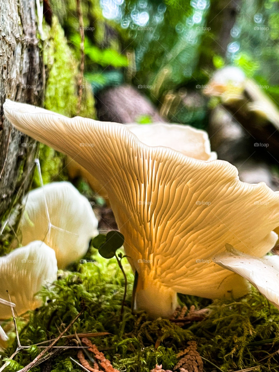 White mushrooms in the green forest 