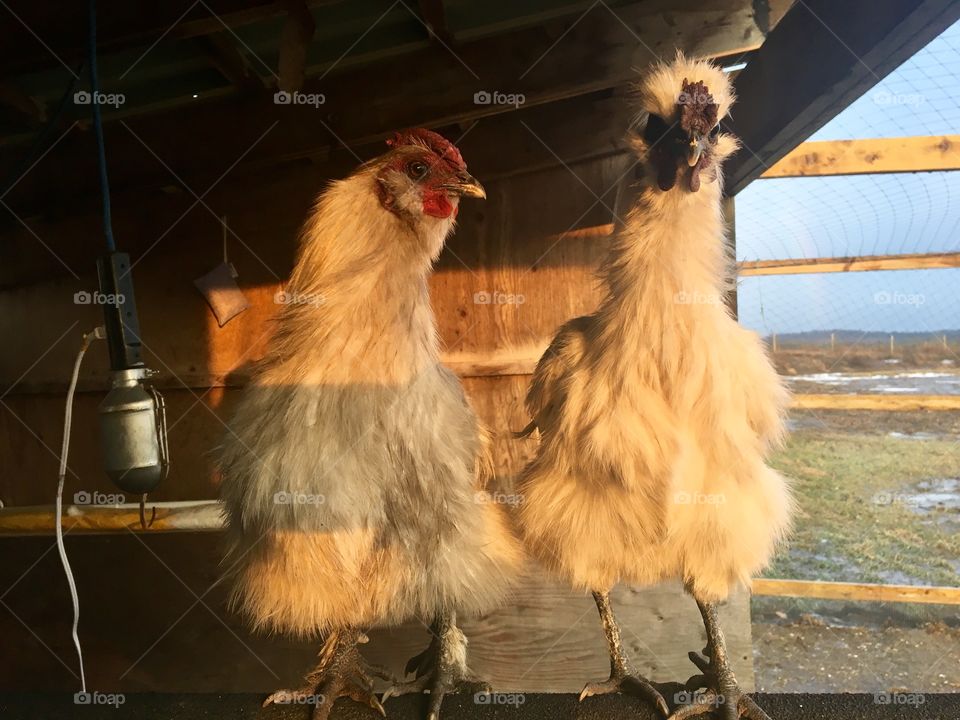 Two white silkie roosters sitting on a coop. Sun is setting. One has red comb and the other has a purple comb.
