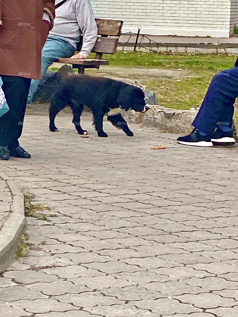 #autumn #dog #walking#