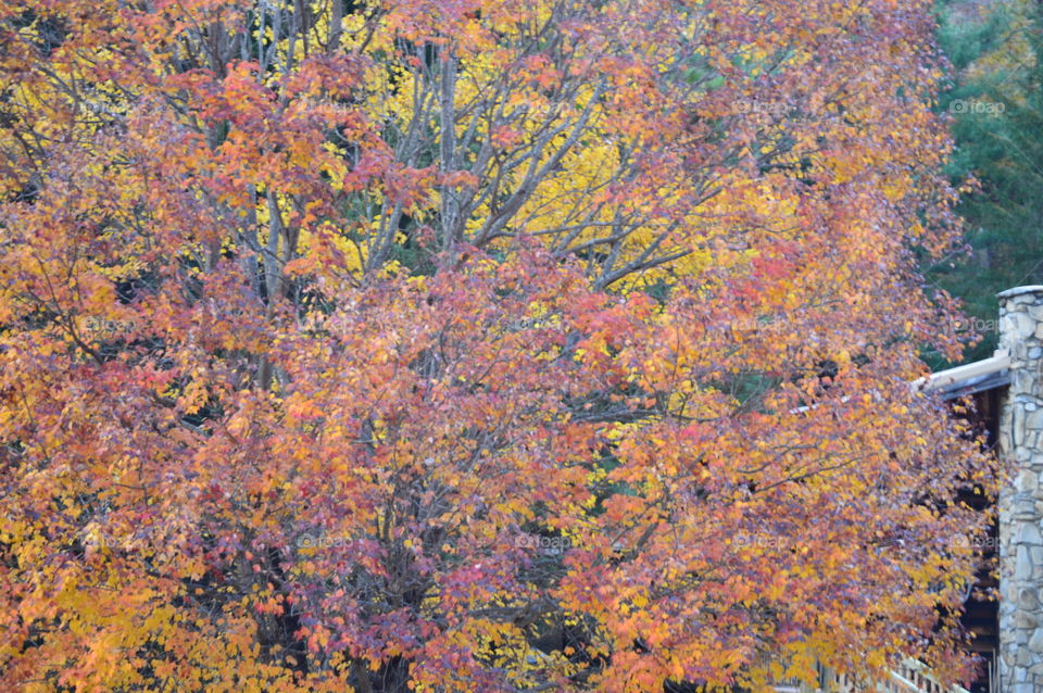 maple tree in the fall