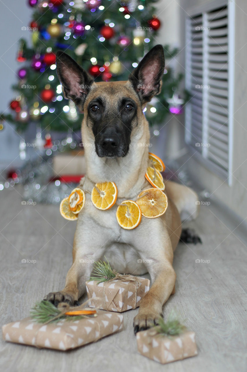 Malinois