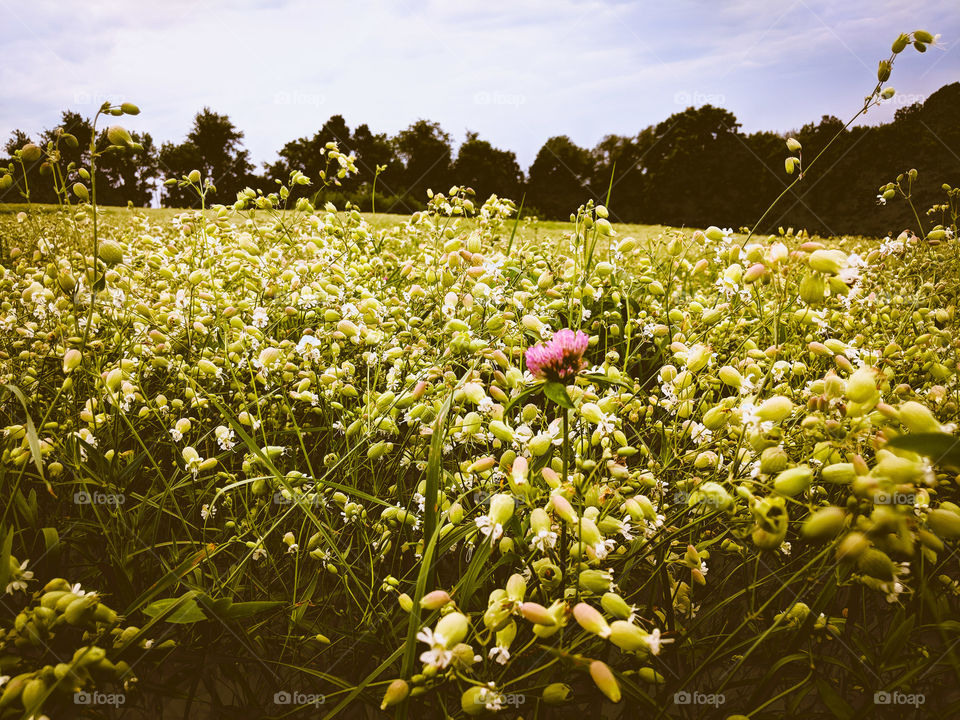 flowers in the hay field in summer