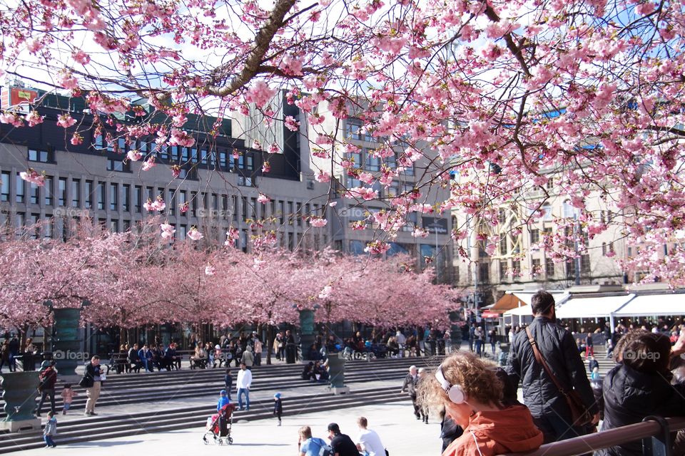 springtime in the Royal Garden, Stockholm, Sweden