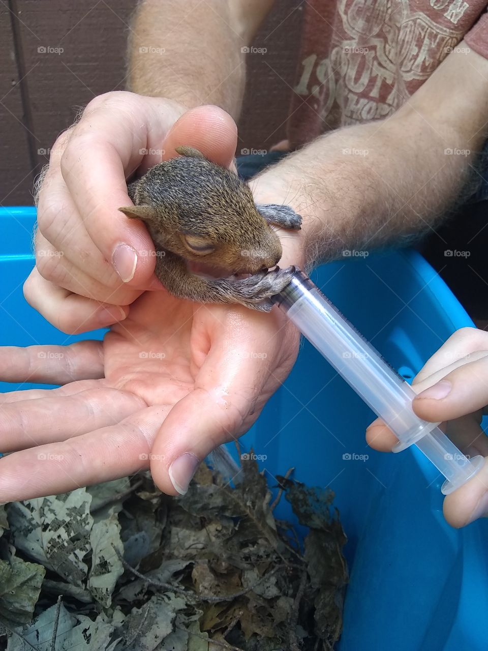 Baby Squirrel