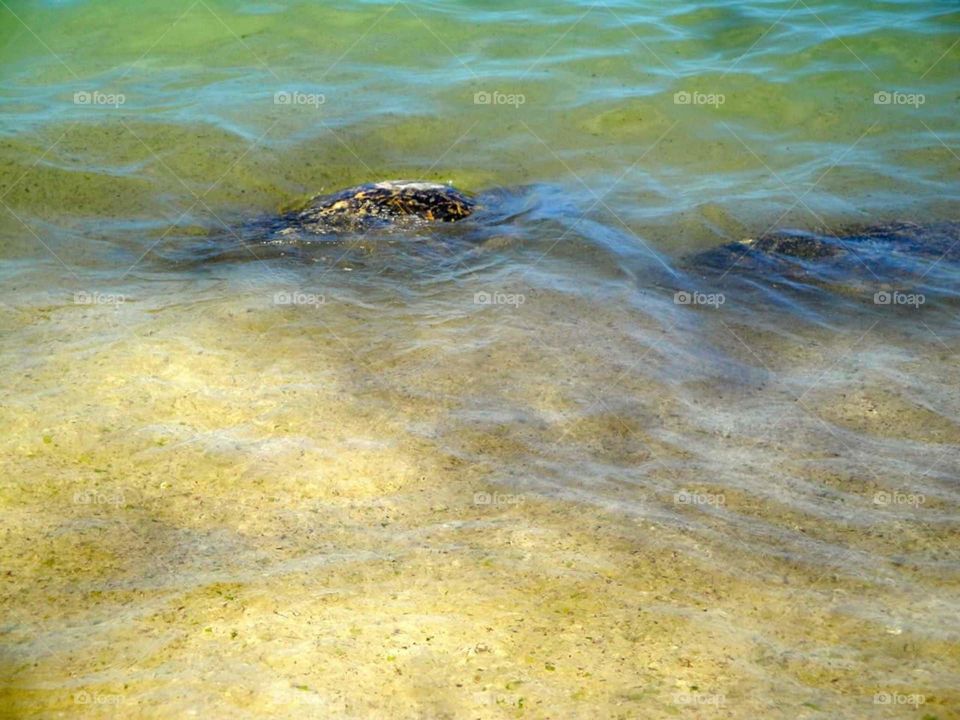 Pawikan. a sea turtle.taken by my brother in hawaii.