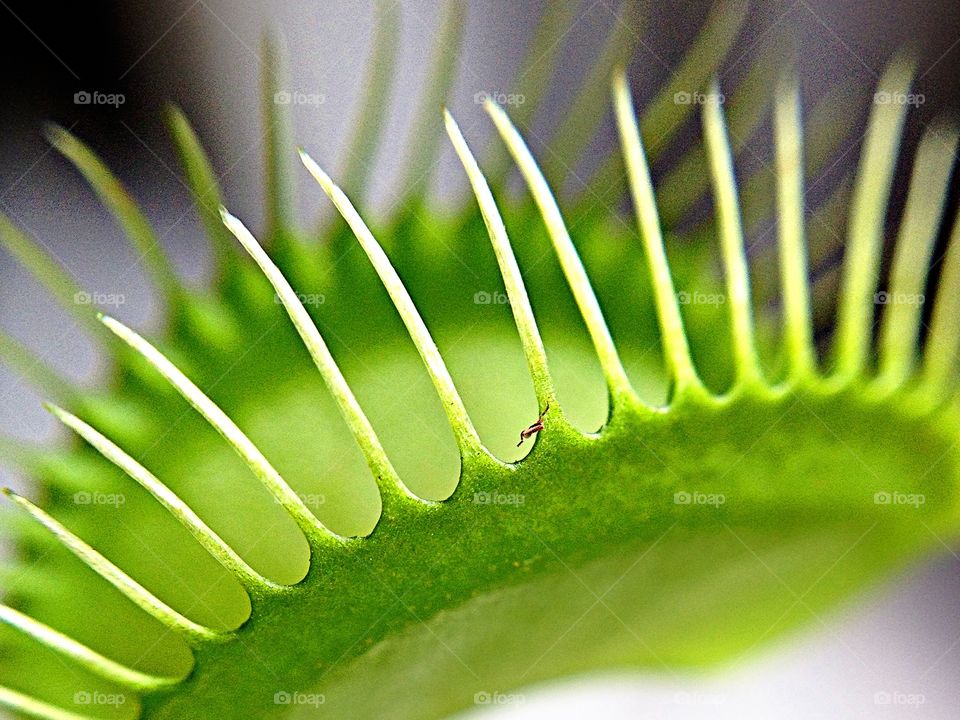 Macro Venus Fly Trap. Macro Venus fly trap. 