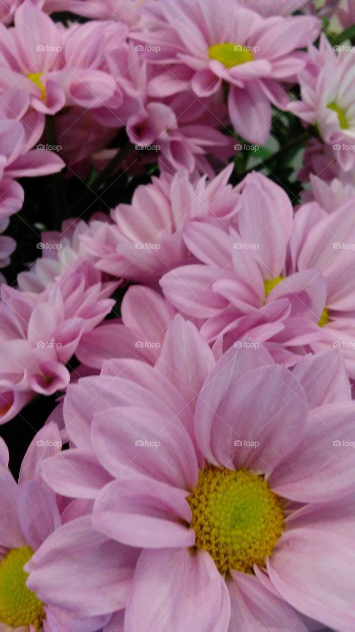 Flower, Nature, Flora, Petal, Garden