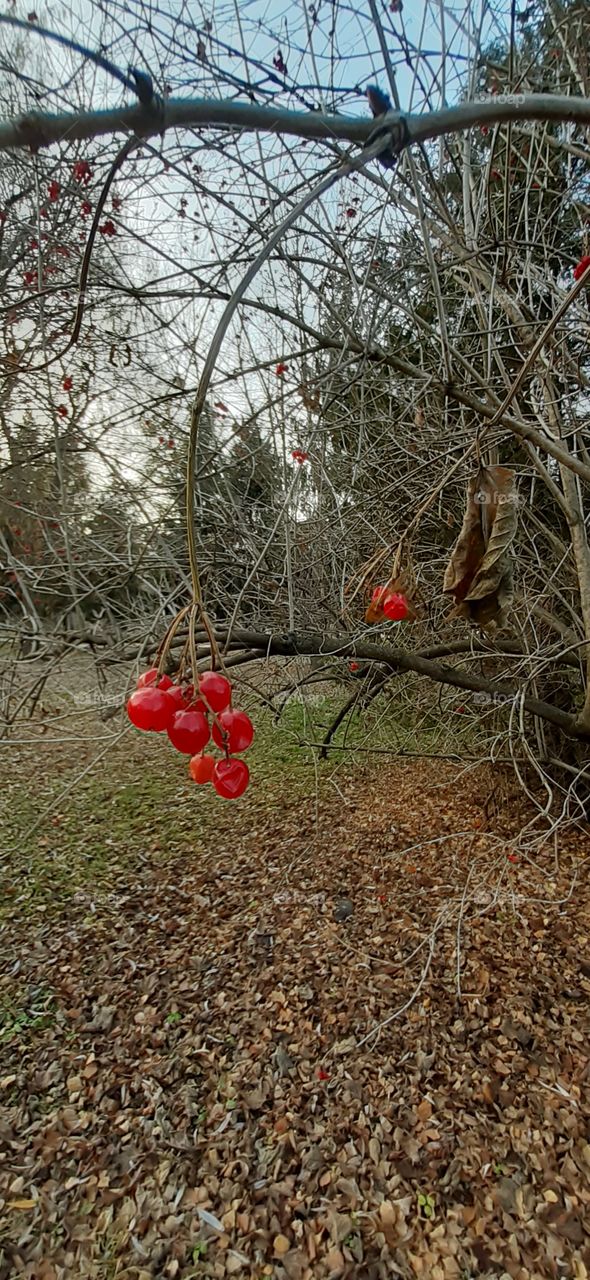 focus on red