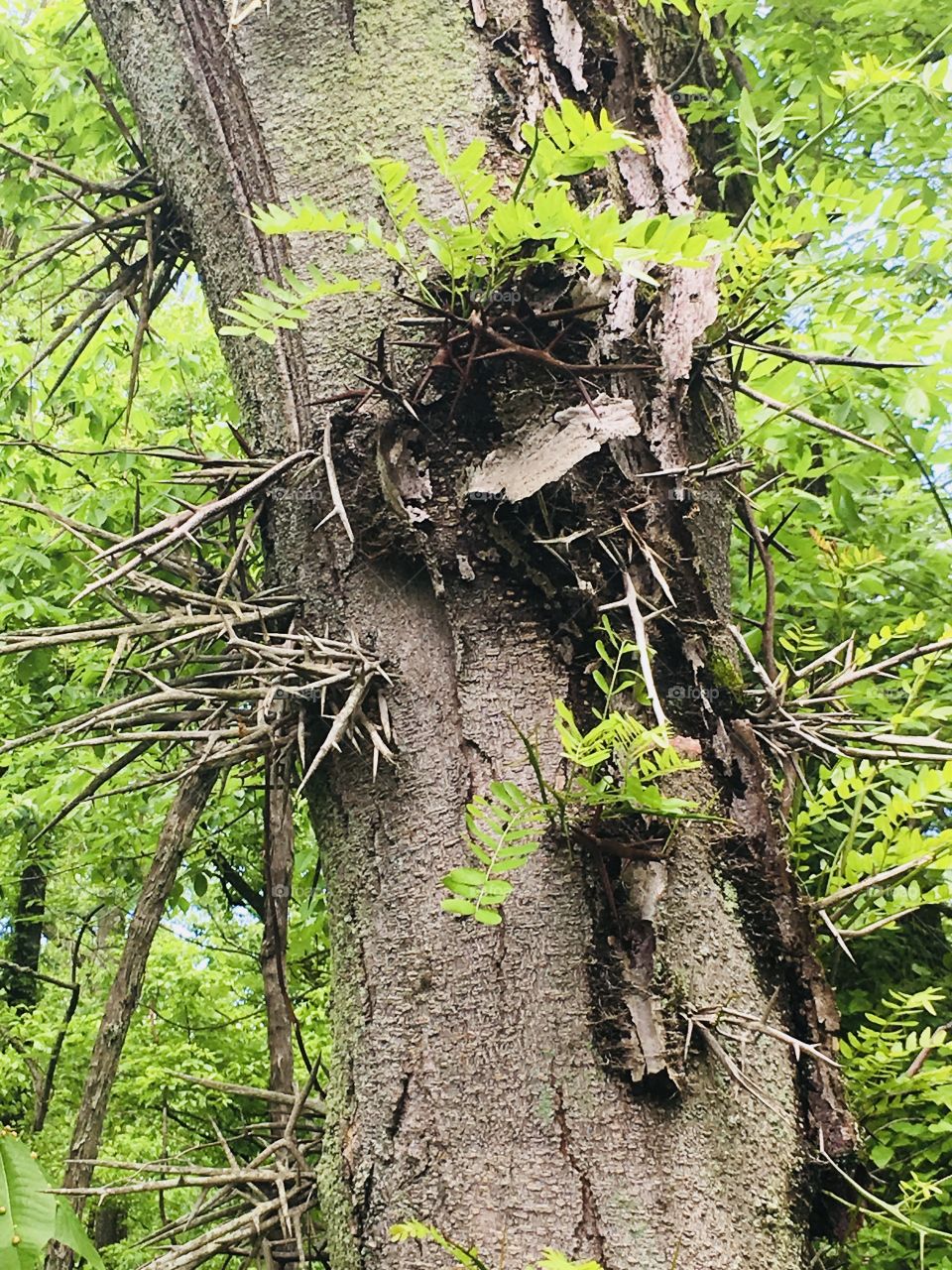 Thorns on tree