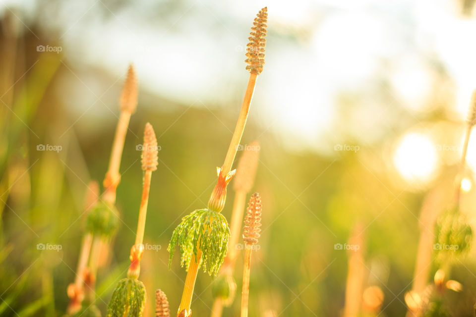 Equisetum