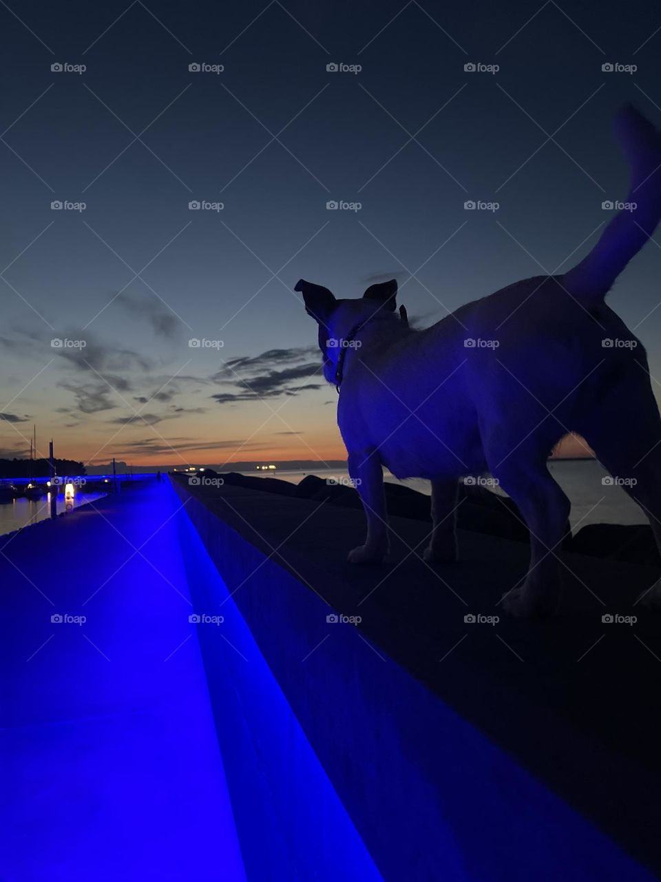 Beautiful evening with sunset and blue lights in the harbour with jack Russel terrier 