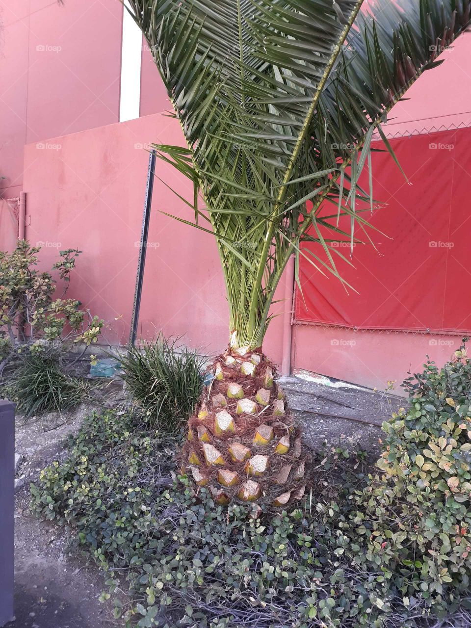 Pineapple shaped palm tree
