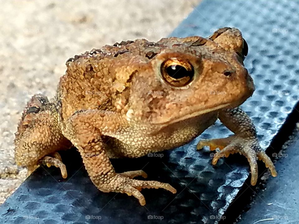 Toad