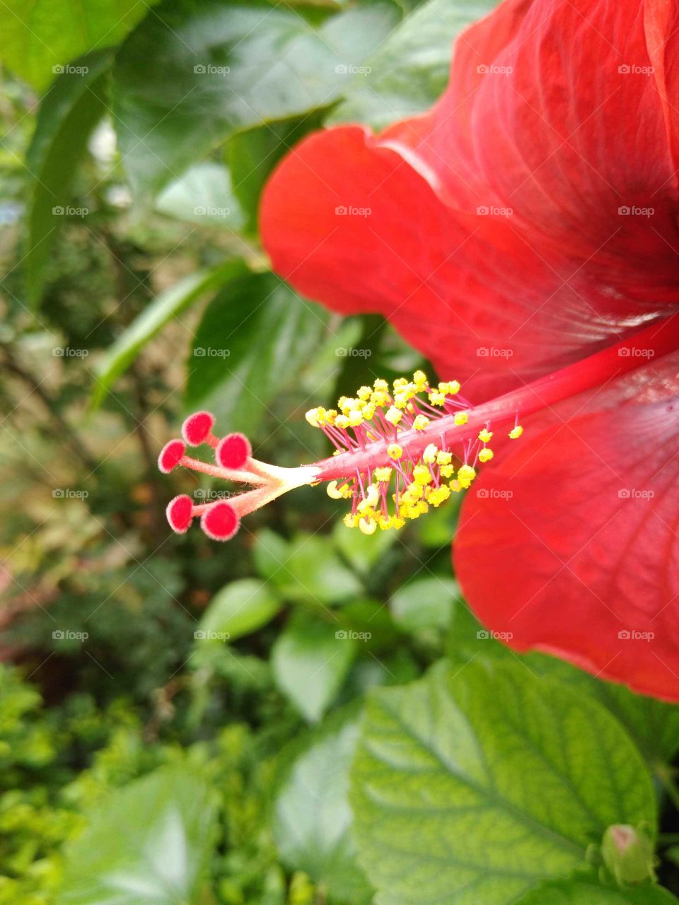 a beautiful red hibiscus flower stylus