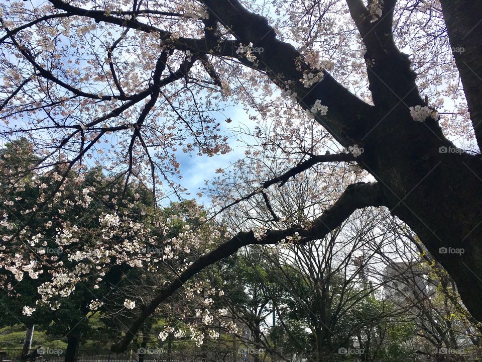 Cherry blossoms near Oji Station in Tokyo. Spring 2017. 